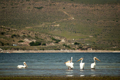 Pelicans in lake against landscape