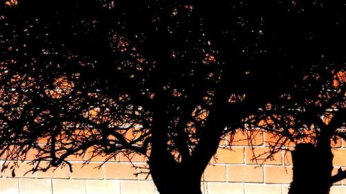 Low angle view of trees against sky at night