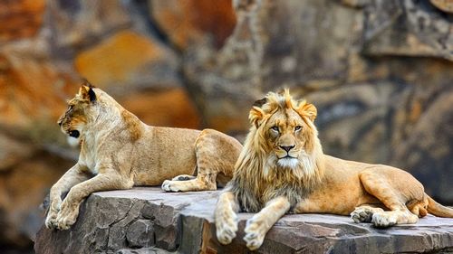 Lioness looking away