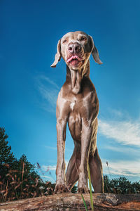 Portrait of dog against clear sky