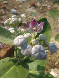 Close-up of purple flowers