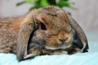 Close-up portrait of a rabbit