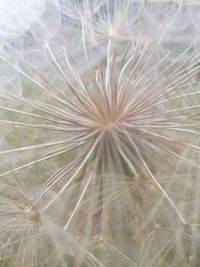 Close-up of dandelion