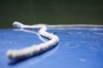 Close-up of turtle in water