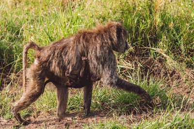 Side view of dogs on field