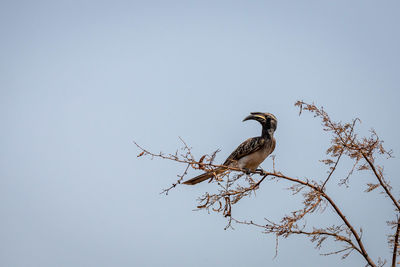 Low angle view of bird perching on branch against sky