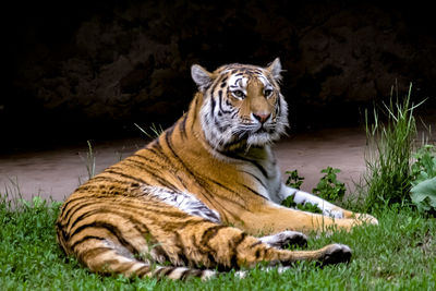 Cat resting in a zoo