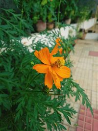 Close-up of yellow flower