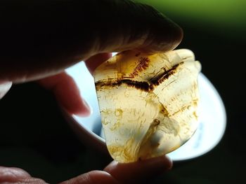 Close-up of person holding ice cream