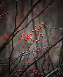 Briers the thorny berry