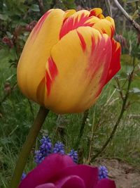 Close-up of fresh tulips blooming outdoors