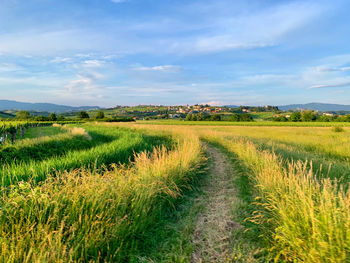 Scenic view of agricultural field against sky