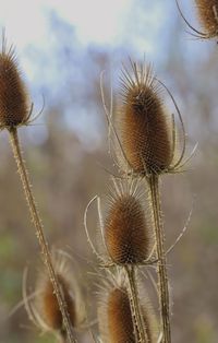 Close-up of dried thistle on field