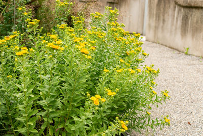 plant