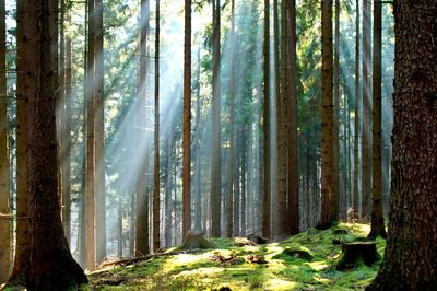 Trees in forest