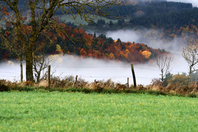 Trees on field against sky during autumn