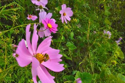 Close-up of pink flowers blooming in garden