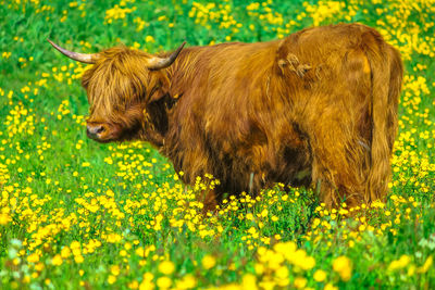 View of an animal on field