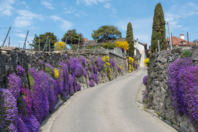 Purple flowering plants by narrow steep road against sky