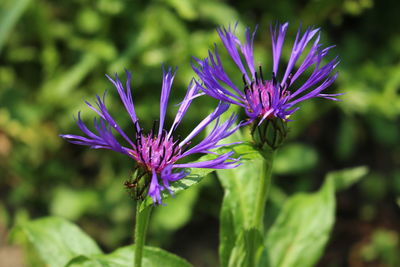 Close-up of purple flowering plant