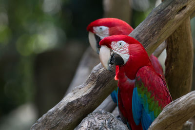 Close-up of scarlet macaws perching on tree