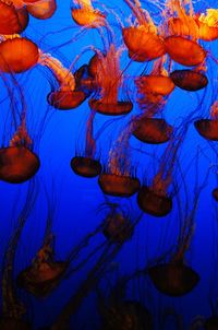 Close-up of jellyfish against blue background