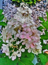 Close-up of cherry blossom