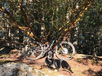 Portrait of a dog in forest