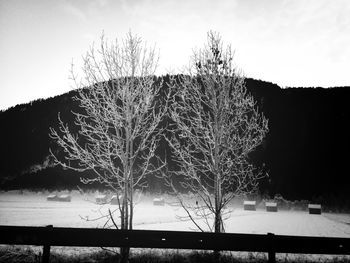 Reflection of trees in water