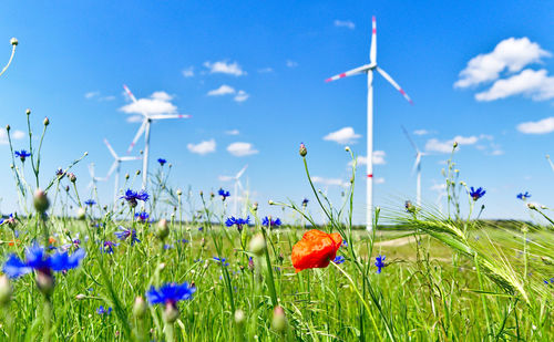 Close-up of poppy flowers on field against blue sky
