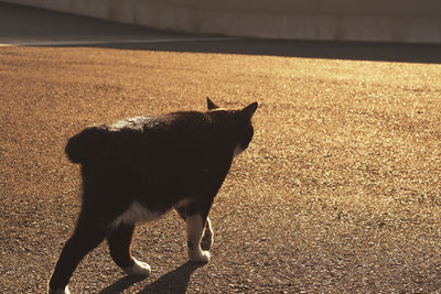 Dog looking away