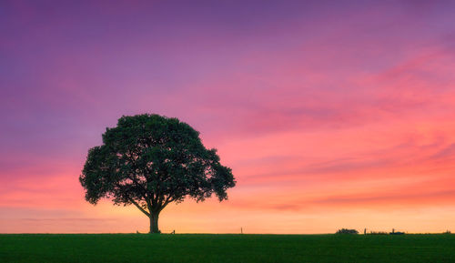 Tree on field against sky during sunset