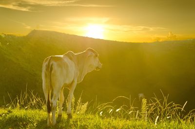 View of a horse on field during sunset