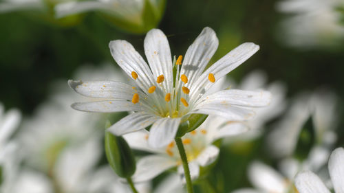 Close-up of white crocus flower