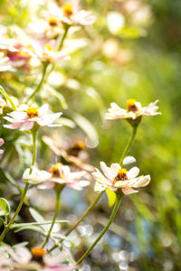 Close-up of white flowering plant