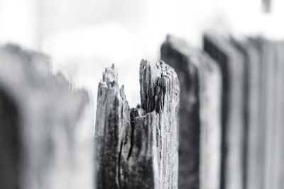 Close-up of wooden post