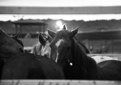 Portrait of horse in ranch