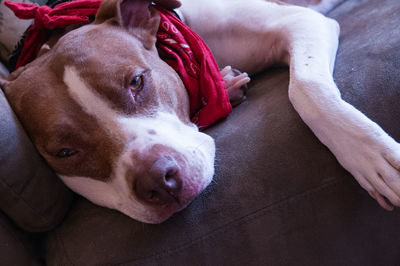 Close-up portrait of dog relaxing at home