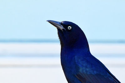 Close-up of bird perching on the sea against sky