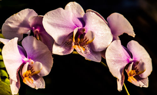 Close-up of orchids