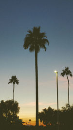 Low angle view of palm trees against clear sky