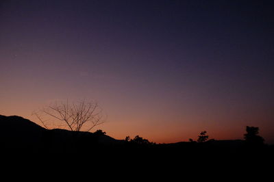 Silhouette trees against sky at night