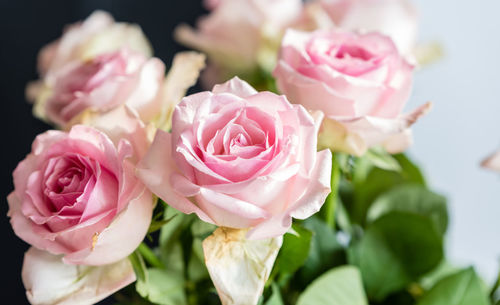 Close-up of pink roses blooming outdoors