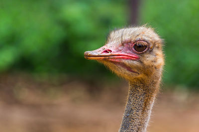 Close-up portrait of a bird