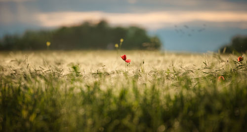 Red poppy flowers in field