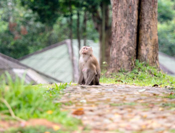 Monkey sitting on land in forest