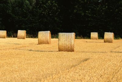 Hay bales on field against trees