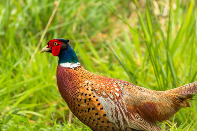Close-up of bird perching on field