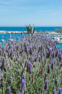 Purple flowering plants at beach