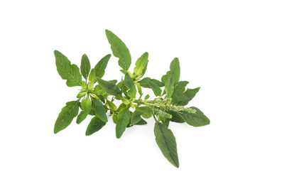 Close-up of leaves against white background